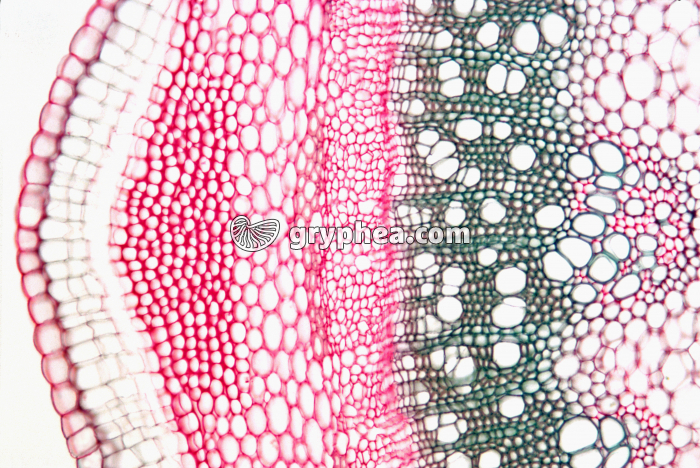 Tige de Sureau CT x25 - gryphea.com